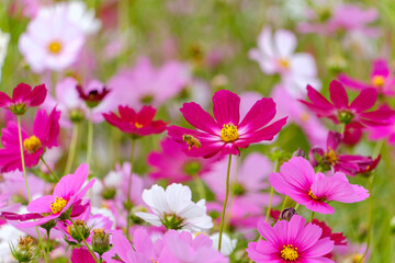 Colorful Cosmos Field with a Bee