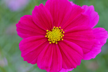 Fototapeta premium Close-Up of a Bright Pink Cosmos Flower