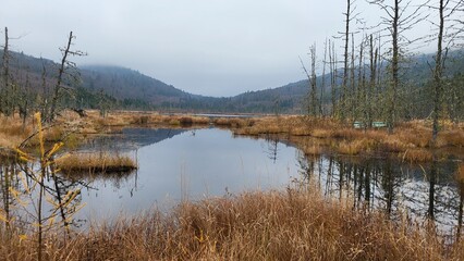 Lac controlé par un barrage de castor