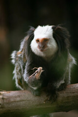 A monkey with distinctive white fur on its head and dark, shaggy body sits on a branch, nibbling on a small rodent. Its curious expression and relaxed posture blend with the blurred