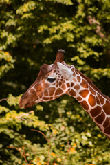 profile of a giraffe, showcasing its long neck and distinctive brown patchwork coat with white outlines. Its large, calm eye and short ossicones are visible.