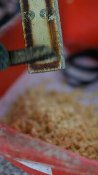 Close up of harvesting black soldier fly eggs to be raised into larvae/maggots at an insect farm for animal feed.