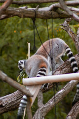 Obraz premium Two ring-tailed lemurs sit on a rugged tree branch, one nibbling on greenery while the other observes. Their pale gray fur and striped tails contrast with the vibrant green foliage in the background
