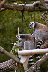 Two ring-tailed lemurs sit on a thick tree branch, one foraging for leaves while the other observes. Their gray and black fur and striped tails stand out against the lush greenery and rough tree bark
