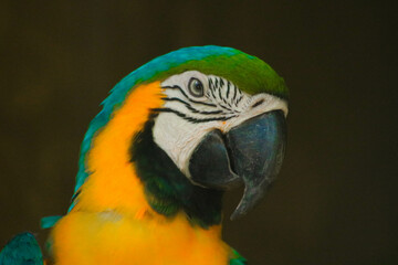 Beautyful macaw bird isolated