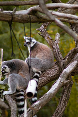 Two ring-tailed lemurs sit on a thick tree branch, one foraging for leaves while the other observes. Their gray and black fur and striped tails stand out against the lush greenery and rough tree bark