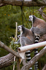 Fototapeta premium Two ring-tailed lemurs sit on a thick tree branch, one foraging for leaves while the other observes. Their gray and black fur and striped tails stand out against the lush greenery and rough tree bark