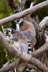 Two ring-tailed lemurs sit on a thick tree branch, one foraging for leaves while the other observes. Their gray and black fur and striped tails stand out against the lush greenery and rough tree bark