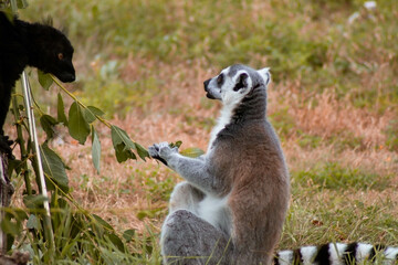 The lemur, with its fluffy grayish-brown coat and white facial markings, sits comfortably on a sturdy branch.