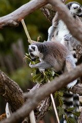 A pair of lemurs are captured in a natural setting, with the foreground lemur actively nibbling on green leaves, displaying grooming behavior.