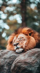 Obraz premium A majestic lion rests on sunlit rocks with a flowing mane, embodying tranquility amidst the vibrant wilderness in early morning light