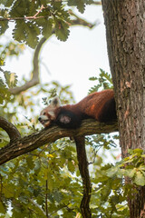 A red panda relaxes on a tree branch, its reddish-brown fur contrasting with the green leaves. Its white facial markings and bandit-like mask enhance its adorable, tranquil appearance