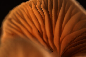 Ein Pilz mit der Lupe gesehen