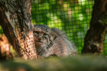 A Pallas's cat rests by a tree trunk, its greyish-brown fur blending seamlessly with its surroundings. Its large, curious eyes peer out, set against a blurred green backdrop