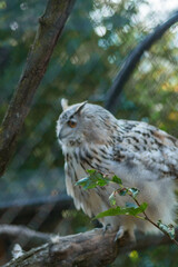 A light-colored owl with speckled white and brown plumage perches on a branch, partially hidden by leaves. Its fluffy feathers add charm, while background netting suggests an enclosed