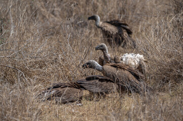 Many White Backed vultures scavenging in the dry grass for scraps from a recent lion kill 