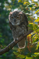 a close-up view of an owl perched on a thick, textured branch. The owl's large, round yellow eyes dominate its face, conveying an inquisitive expression.