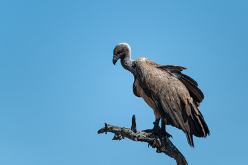 White Backed vultures perched on a dead tree observing the feeding frenzy on the ground 