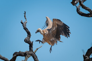 White Backed vulture making a precarious landing onto a branch of a dead tree 