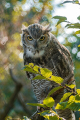 a close-up of an owl perched on a branch, surrounded by lush green leaves. Its brown and white striped feathers are complemented by striking yellow eyes that reflect a keen, watchful expression.