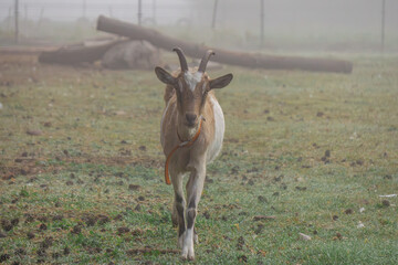 animals in a farm in the countryside. goats walking around the farm on a beautiful and foggy autumn day