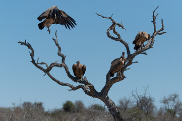 White Backed vultures perching in a tree waiting for an opportunity to descend to feed