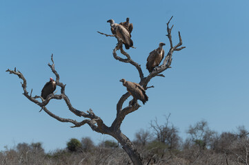 White Backed vultures perched in a tree patiently waiting for an opportunity to descend onto a...