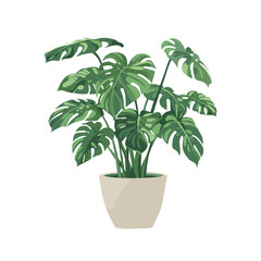 Fototapeta premium Illustration of a potted monstera plant with lush green leaves. Simple graphic style on a white background. Concept of indoor plants and greenery