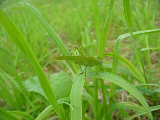Green grasshopper Sickle-bearing bush-cricket, Phaneroptera falcata melted into greenery on grasses - close-up. Topics: field, meadow, fauna, flora, season, insect, nature, summer