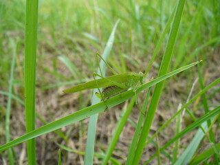 Green grasshopper Sickle-bearing bush-cricket, Phaneroptera falcata melted into greenery on grasses - close-up. Topics: field, meadow, fauna, flora, season, insect, nature, summer