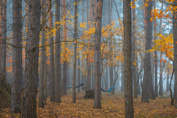 magical autumn deciduous coniferous forest in the morning. autumn in the forest, yellow leaves lying on the forest floor. hammocks in trees. a quiet place to rest in the countryside.