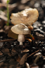 Mushrooms, beautiful mushrooms in a garden in Brazil. Selective focus.