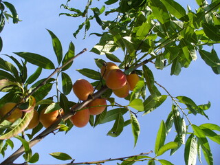Colorful peach fruits on branches tree naturally ripening under open blue sky in sunny summer time....