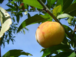 Colorful peach fruit on branches tree naturally ripening under open blue sky in sunny summer time. Topics: natural vitamins, food, juicy, tasty, diet, vegetarian, health, season, cultivation, garden