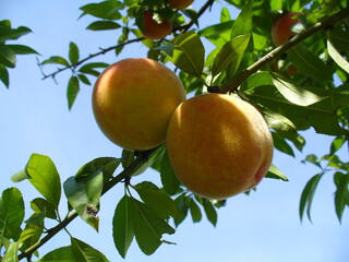 Colorful peach fruits on branches tree naturally ripening under open blue sky in sunny summer time. Topics: natural vitamins, food, juicy, tasty, diet, vegetarian, health, season, cultivation, garden