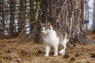 little kitten while playing in the forest on a foggy autumn cold morning. cat against the...