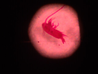 stained copepod