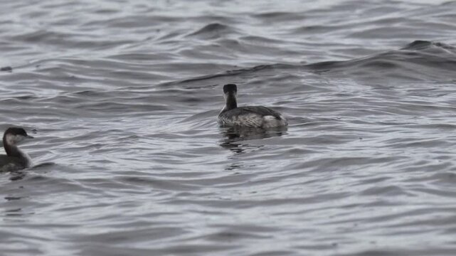 A small bird swims on a strong wave. The horned grebe or Slavonian grebe (Podiceps auritus) is a relatively small and threatened species of waterbird in the family Podicipedidae.