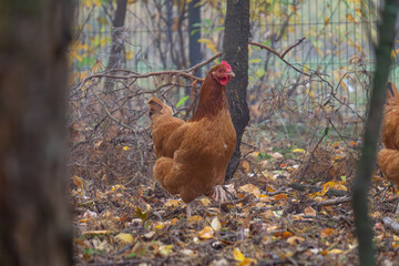 happy hen walking in the autumn forest