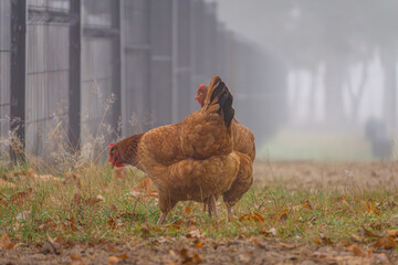 happy hen walking in the autumn forest in the fog. chicken in an idyllic country atmosphere. morning in the countryside.