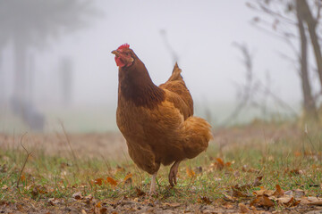 happy hen walking in the autumn forest in the fog. chicken in an idyllic country atmosphere. morning in the countryside.