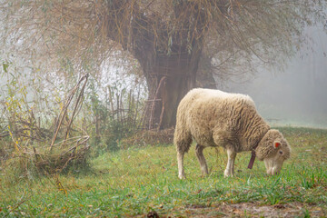 portrait of a sheep on a farm in the morning on a foggy autumn day. a friendly animal that likes to pose. sheep walking in the autumn forest. animal in the fog in a green clearing near the willows. id