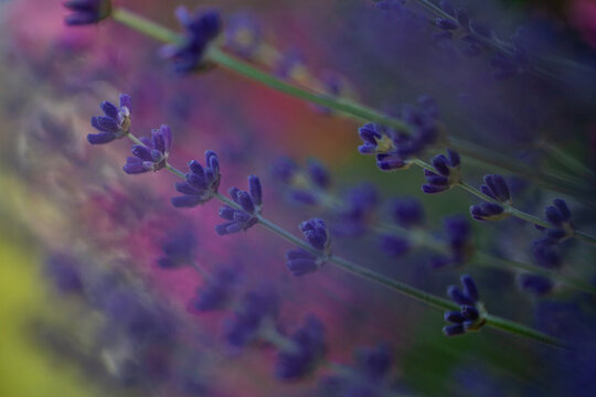  Echte Lavendel (Lavandula angustifolia)