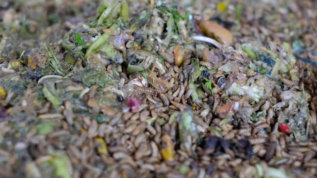 Black soldier fly larvae (Hermetia Illucens) or maggots are eating food waste. These larvae are decomposers of organic waste that contains high protein, good for animal feed such as chicken and fish.
