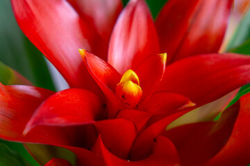 Naklejka premium Guzmania conifera is a species of flowering plant in the Bromeliaceae family. blooming guzmani flower