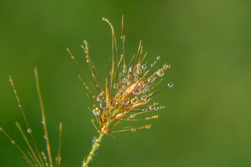 macro scale water droplets, tiny water droplets on ornamental grass in the morning in autumn.