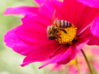 Macro of honey bee (Apis) feeding on red cosmos flower