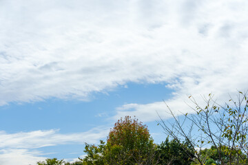 Clear Sky with Trees and Light Clouds
