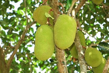 Image of jackfruit, a large, spiky fruit that grows in tropical climates.