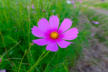 Pink Cosmos Flower in Bloom